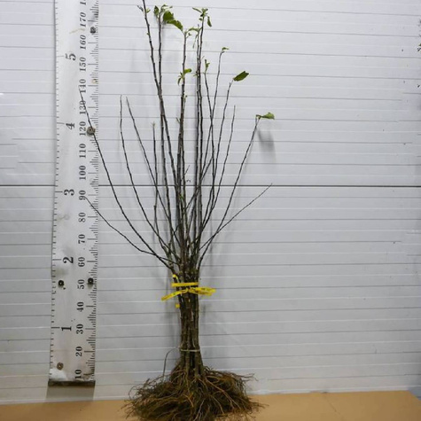 Duo Jabłoń Papierówka + Pirros START PACK