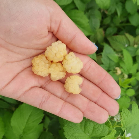 Malina zółta START PACK