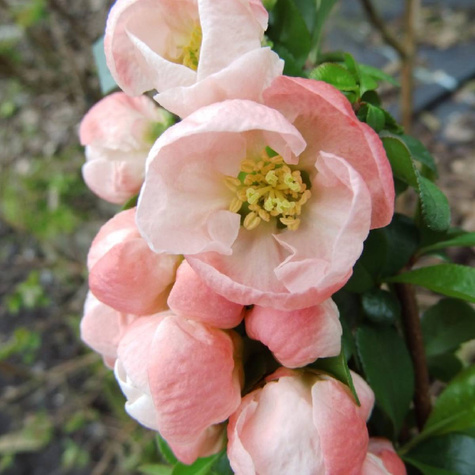 Pigwowiec pośredni Salmon Horizon