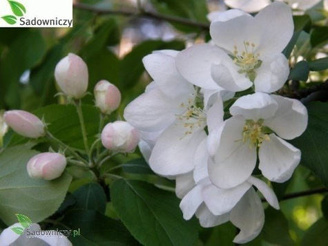 Jabłoń Cortland doniczka