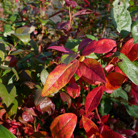 Borówka amerykańska Earliblue sadzonki