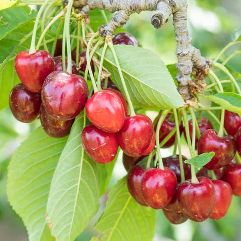 Czereśnia kolumnowa Celesta