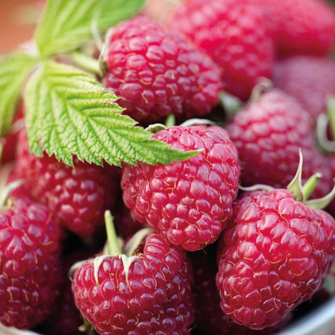 Malina jesienna Polana w doniczce