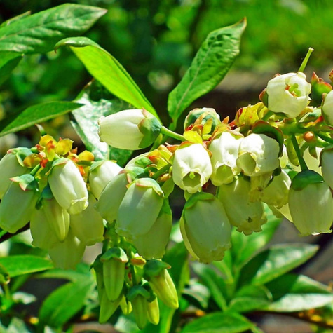 Borówka amerykańska Bluejay (C2)
