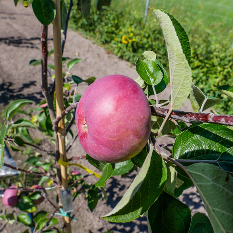 Jabłoń Red Cortland START PACK