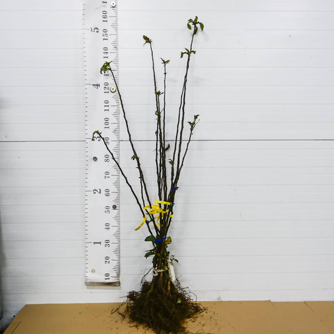 Nieszpułka zwyczajna balot