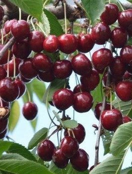 Czereśnia typu Wanda