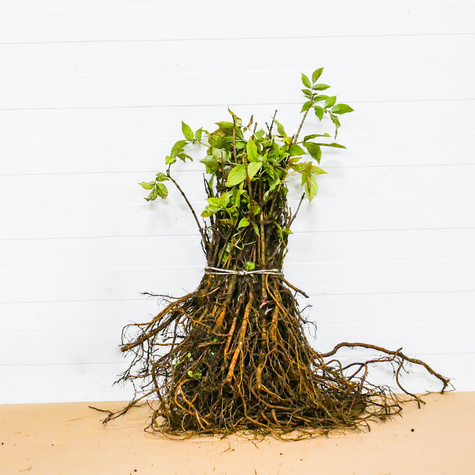 Bez Czarny Plant Pack