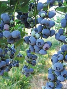 Borówka amerykańska Chanticleer (C2)