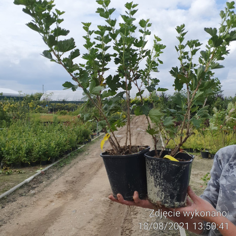 Agrest czerwony bezkolcowy Spine Free na pniu w doniczce