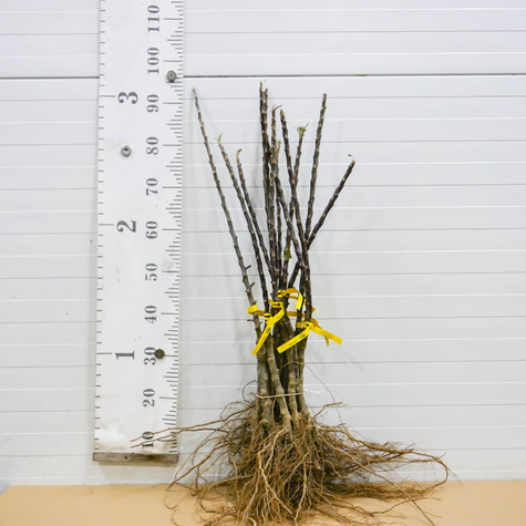 Jabłoń kolumnowa Waltz START PACK