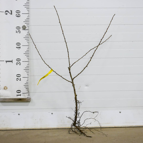 Porzeczko-agrest krzaczasty START PACK