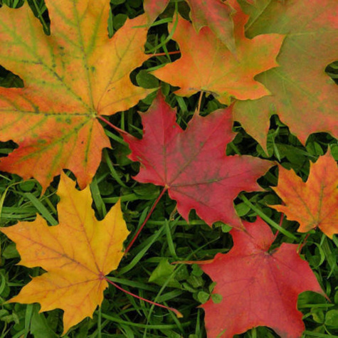 Klon pospolity zwyczajny Plant Pack