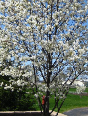 Świdośliwa gładka Ballerina