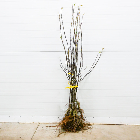 Jabłoń typu Red Chief Camspur