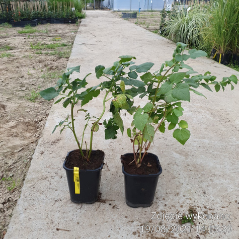 Malinojeżyna sadzonki w doniczce