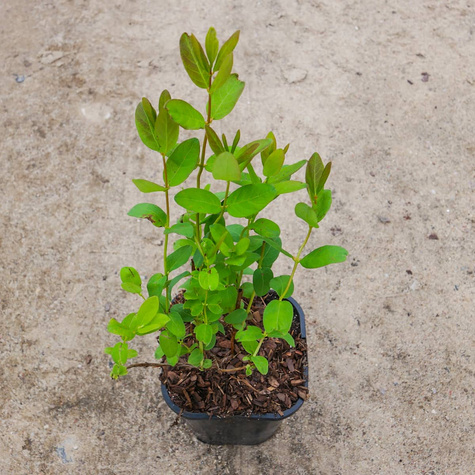 Jagoda kamczacka Sinij Utes w doniczce