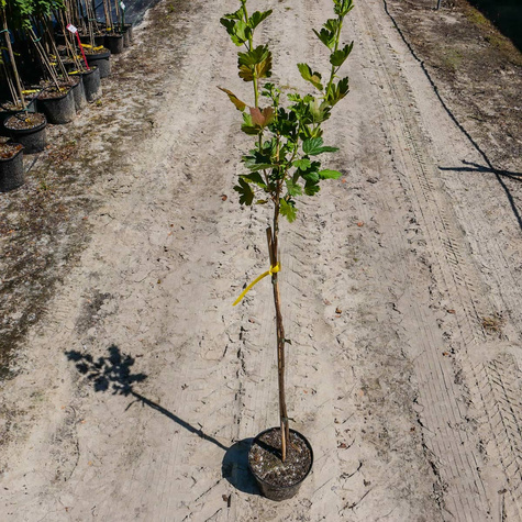 Agrest czerwony na pniu w doniczce