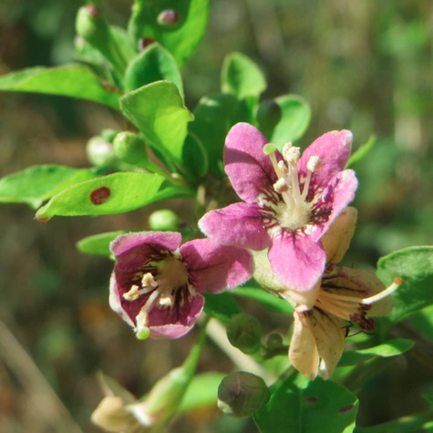 Jagoda Goji Kolcowój chiński New Big