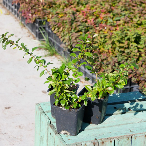 Pigwowiec japoński Sargentii (C2)