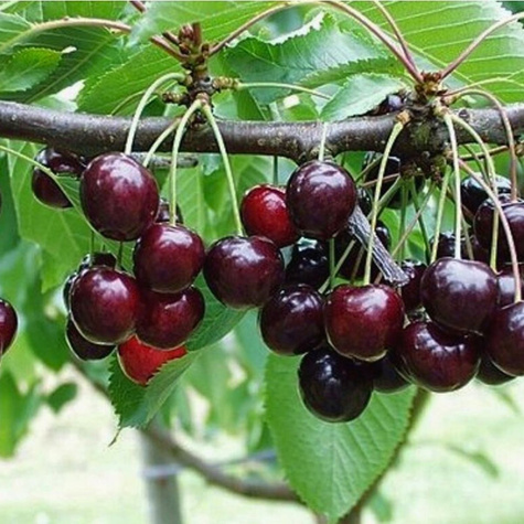 Czereśnia SAMOPŁODNA Skeena START PACK