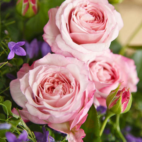 Róża rabatowa Rosenfaszination pastelowa balot