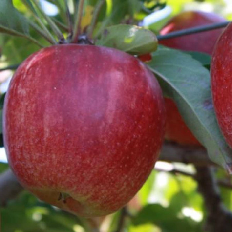 Jabłoń Gala w doniczce