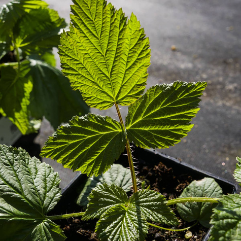 Malina powtarzająca owocowanie Polka w doniczce
