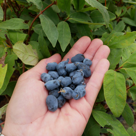 Jagoda kamczacka Borealis późna