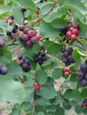 Świdośliwa Blue Ray