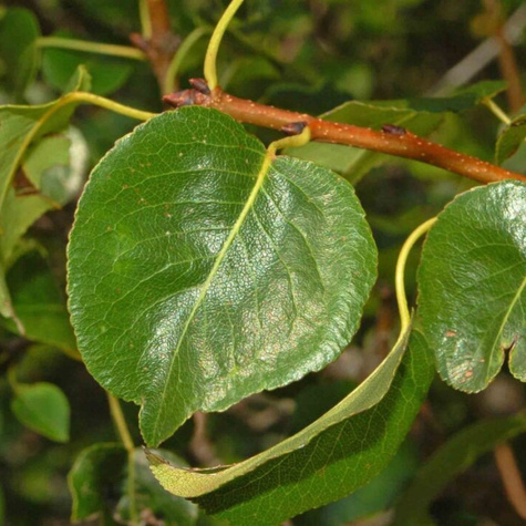 Grusza Pospolita Dzika Ulęgałka Plant Pack