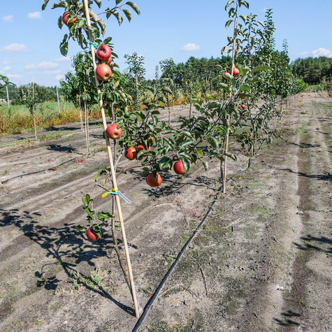 Jabłoń Waleria Plant Pack