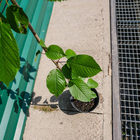 Czereśnia kolumnowa Silva Mrozoodporna w doniczce (C2)