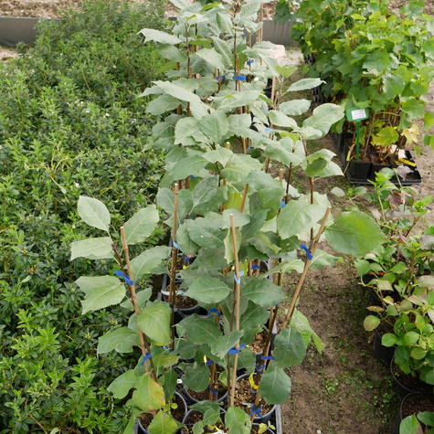 Jarzębogrusza uszkowata Bulbiformis doniczka