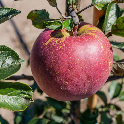 Jabłoń typu Red Cap START PACK