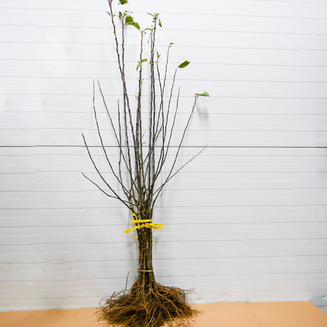 Duo Jabłoń Szampion+ Gala Plant Pack