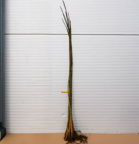 Podkładka Czereśni Colt Półkarłowa Plant Pack