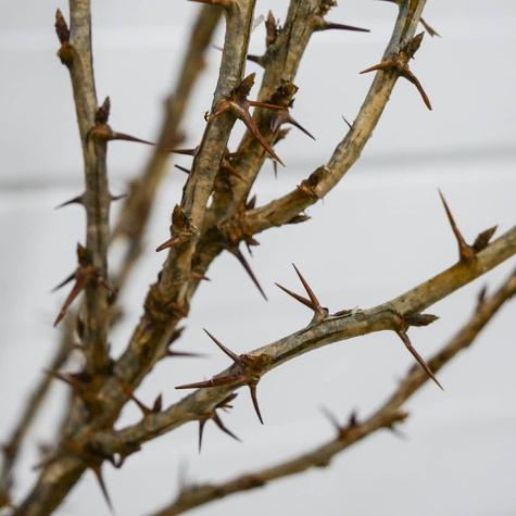 Agrest czerwony Niesłuchowski na pniu w balocie