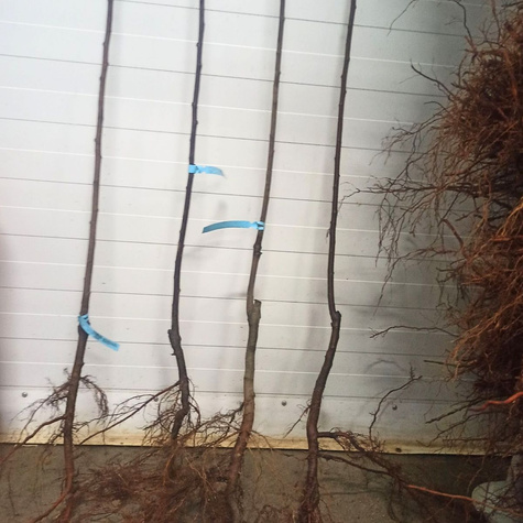 Półkarłowa Śliwa japońska Żółta Afaska