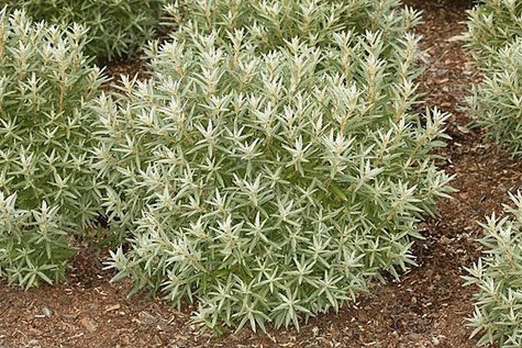 Rokitnik pospolity Pollmix męski (C2)