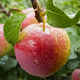 Jabłoń typu Gala Must START PACK