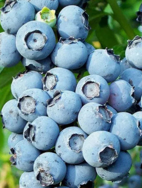 Borówka amerykańska sadzonki 8-letnie mix Xxxl Wysyłka Gratis