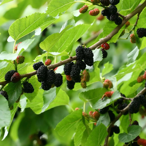 Morwa czarna sadzonki