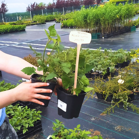 Jeżyna wielkoowocowa bezkolcowa Black Satin (C2)