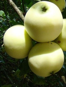 Jabłoń Oliwka Żółta Papierówka START PACK