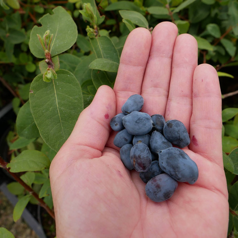 Jagoda kamczacka Indigo Gem