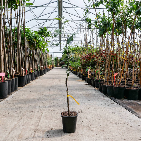 Jabłoń Ligol w doniczce (C2)