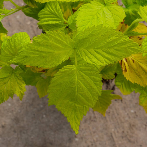 Malina Groovy żółte liście w doniczce