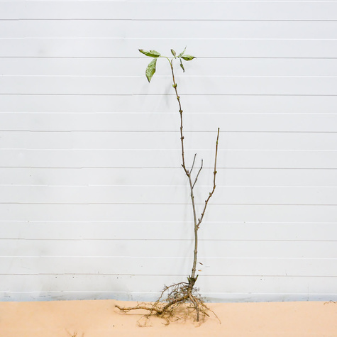 Bez Koralowy Plant Pack