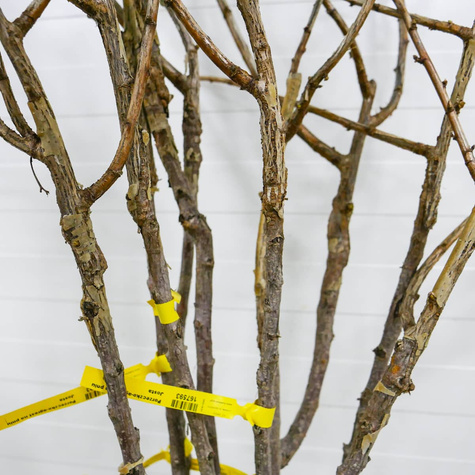 Porzeczko-agrest Josta na pniu w balocie